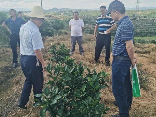 科技服務(wù)助力振興 第93批中國博士后科技服務(wù)團在贛州寧都開展技術(shù)服務(wù)紀實